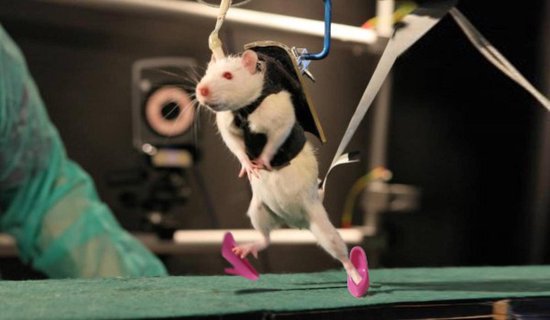 In Experiments With Rats