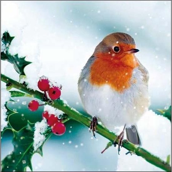 5 kerstkaarten woodmansterne - roodborstje in de sneeuw | bol.com