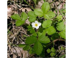 6 x Fragaria Vesca  - Bosaardbei pot 9x9cm