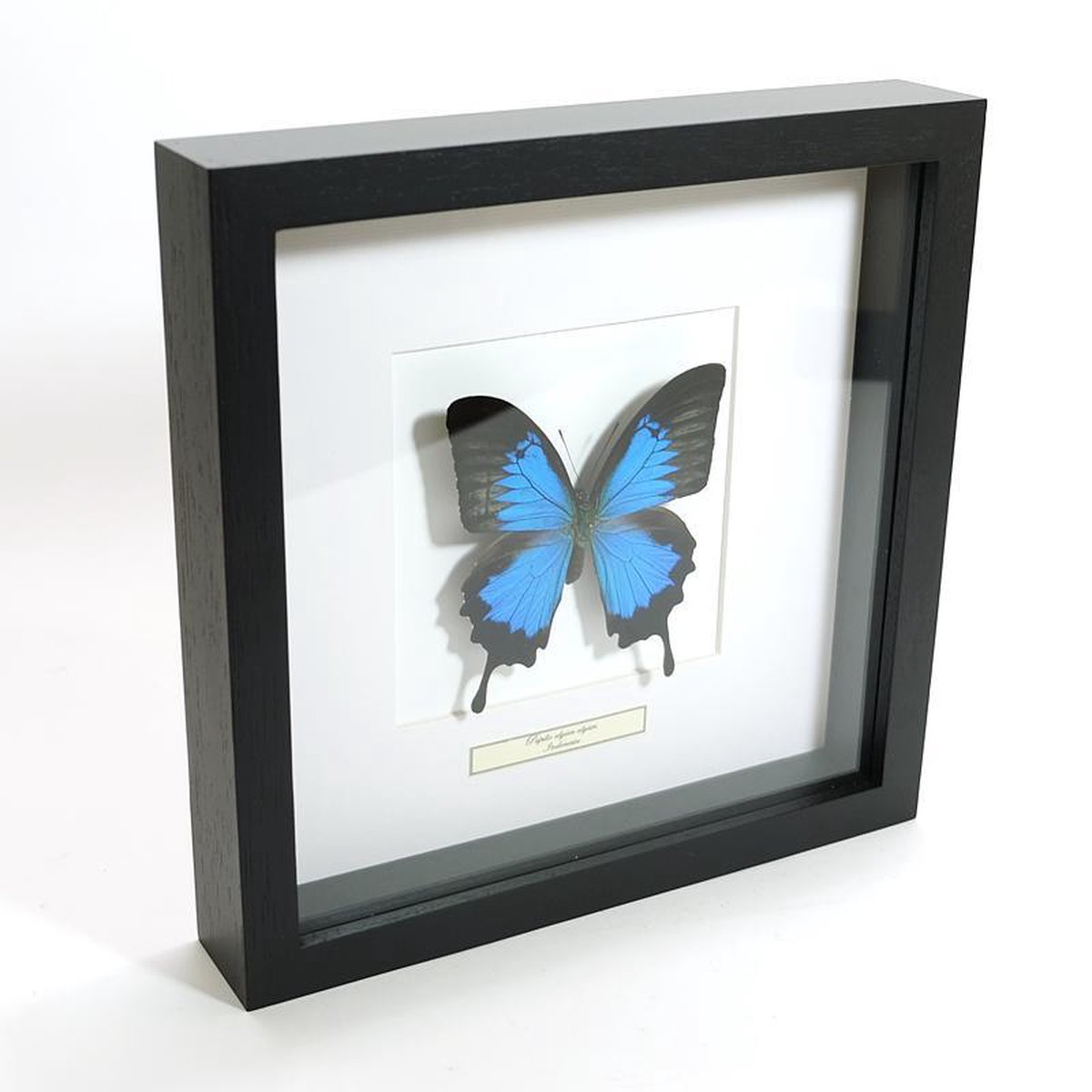 Opgezette Papilio ulysses vlinder in zwarte lijst