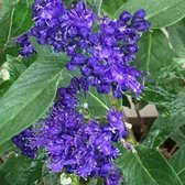 Caryopteris Clandonensis 'Heavenly Blue' - Blauwe spirea 25-30 cm in pot