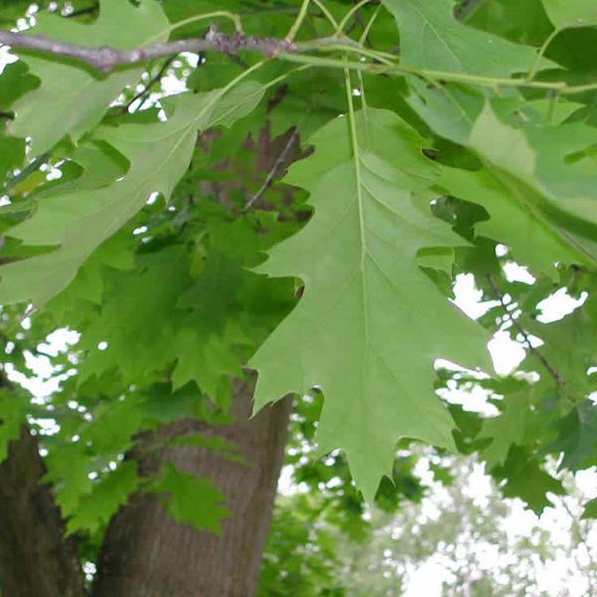 QUERCUS RUBRA Amerikaanse eik stamomtrek 810 cm blote wortel bol