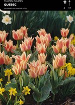 50 x Tulp Quebec