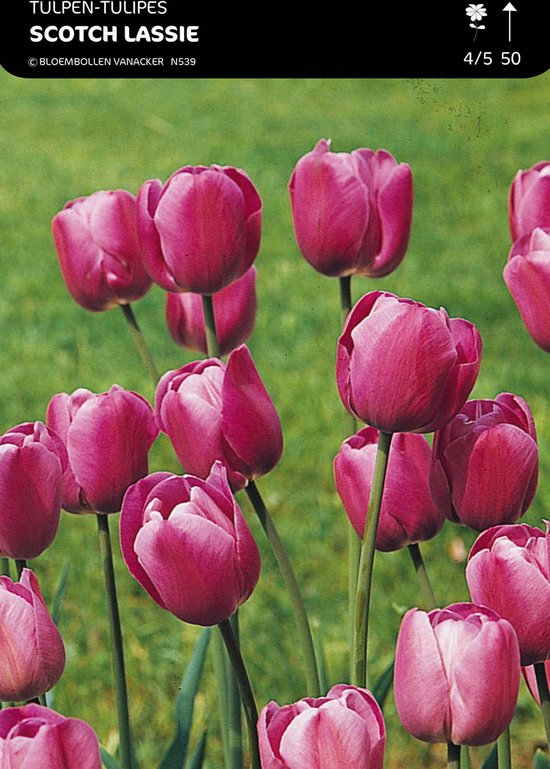 50 x Tulp Scotch Lassie