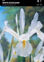 50 x Iris White Excelsior
