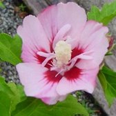 Hibiscus syriacus 'Hamabo' - Altheastruik - 40-60 cm in pot: Struik met zalmroze bloemen met een rood hart.