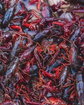Crawfish Jamboree Blank Book Lined Journal (8x10)