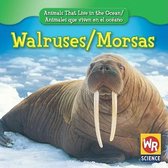 Walruses/Morsas