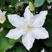 Clematis 'Gladys Picard' - Bosrank - 50-60 cm in pot: Klimplant met grote, witte bloemen met een lichtgroene streep in het midden van de bloemblaadjes.