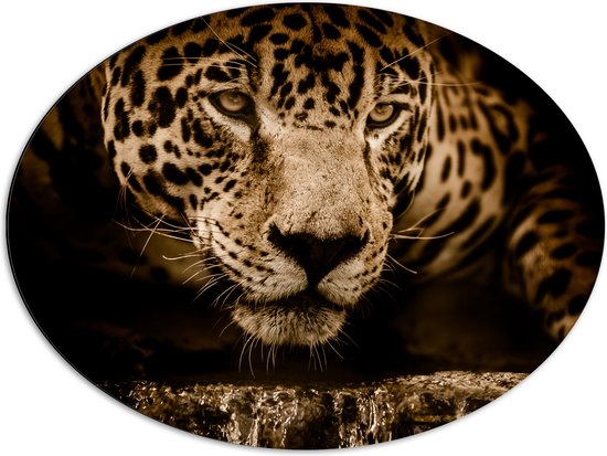 WallClassics - Dibond Ovale - Jaguar Marron - 80x60 cm Photo sur Ovale (Avec Système d'accrochage)