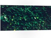 PVC Schuimplaat- Muur van Groene Bladeren - 100x50 cm Foto op PVC Schuimplaat
