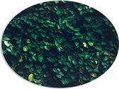 PVC Schuimplaat Ovaal - Muur van Groene Bladeren - 96x72 cm Foto op Ovaal (Met Ophangsysteem)