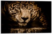 WallClassics - PVC Schuimplaat- Bruine Jaguar - 60x40 cm Foto op PVC Schuimplaat