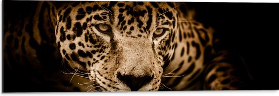 WallClassics - Dibond - Jaguar Marron - Photo 90x30 cm sur Aluminium (Avec Système d'accrochage)