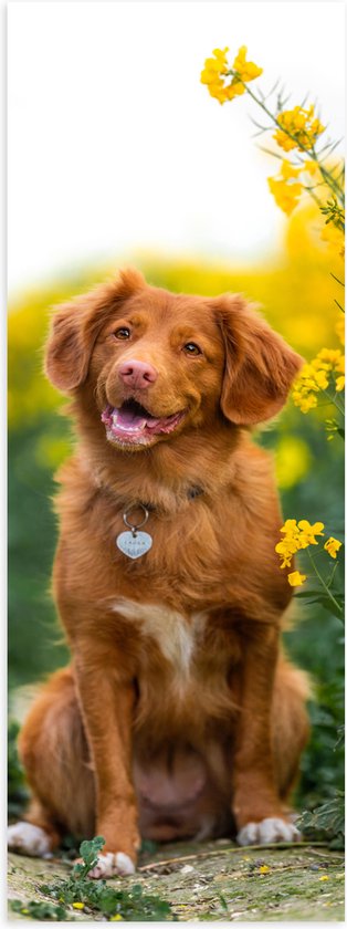 WallClassics - Poster Glanzend – Bruine Hond naast Gele Bloemen - 30x90 cm Foto op Posterpapier met Glanzende Afwerking
