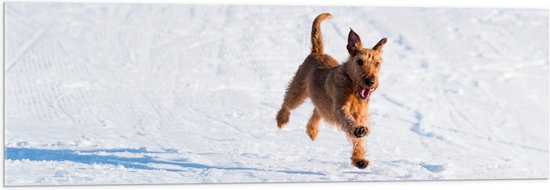 WallClassics - Verre Acrylique - Chien Marron Courant dans la Neige - 120x40 cm Photo sur Verre Acrylique (Avec Système d'accrochage)