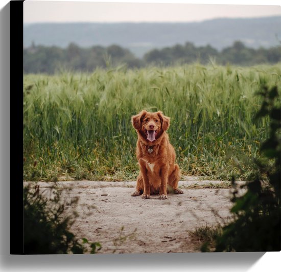 WallClassics - Canvas - Bruine Hond zittend op het Zand - 40x40 cm Foto op Canvas Schilderij (Wanddecoratie op Canvas)
