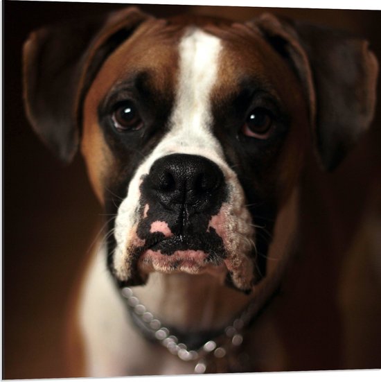 WallClassics - Dibond - Bruine Hond met Witte Vlekken - Boxer - 80x80 cm Foto op Aluminium (Met Ophangsysteem)