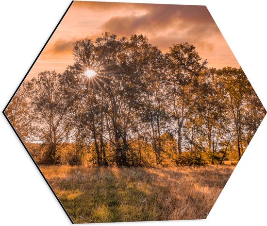 Dibond Hexagon - Zonsondergang tussen de Bomen - 50x43.5 cm Foto op Hexagon (Met Ophangsysteem)