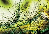 Fotobehang - Vlies Behang - Close-up van Paardenbloemen met Waterdruppels op een Groene Achtergrond - 104 x 70,5 cm