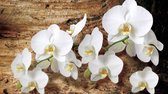 Fotobehang - Vlies Behang - Orchideeën op een boomstam - 368 x 254 cm