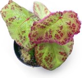 Begonia sp Purply