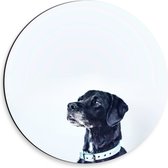 WallClassics - Dibond Muurcirkel - Zwarte Hond met Witte Achtergrond - 30x30 cm Foto op Aluminium Muurcirkel (met ophangsysteem)