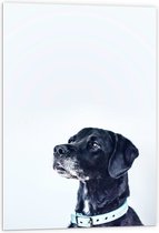 WallClassics - PVC Schuimplaat - Zwarte Hond met Witte Achtergrond - 60x90 cm Foto op PVC Schuimplaat (Met Ophangsysteem)