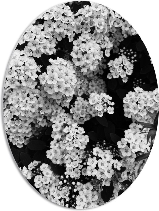 PVC Schuimplaat Ovaal - Dicht Begroeide Bloemen Struik (Zwart- wit) - 42x56 cm Foto op Ovaal (Met Ophangsysteem)