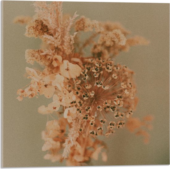 Acrylglas - Droge Oranje Bloemen in Vaas tegen Beige Muur - 50x50 cm Foto op Acrylglas (Wanddecoratie op Acrylaat)