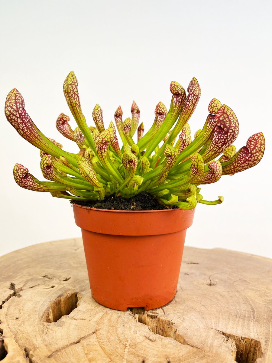 Trompetbekerplant (Sarracenia) 'Psittacina' | Grote vleesetende planten | Potmaat: ⌀ 12 cm Hoogte 20 cm | Unieke en zeldzame vleesetende plant | Perfect en nuttig voor ieder interieur