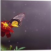 Acrylglas - Vlinder Landend op Afrikaantje Bloem met Zonnestralen - 50x50 cm Foto op Acrylglas (Wanddecoratie op Acrylaat)
