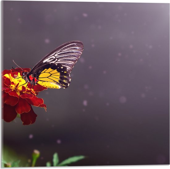 Acrylglas - Vlinder Landend op Afrikaantje Bloem met Zonnestralen - 50x50 cm Foto op Acrylglas (Wanddecoratie op Acrylaat)