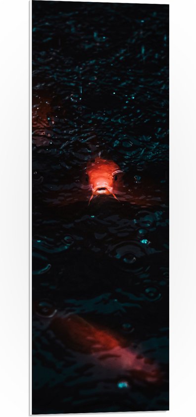 PVC Schuimplaat- Rode Vissen aan Wateroppervlak tijdens Regenbui - 30x90 cm Foto op PVC Schuimplaat