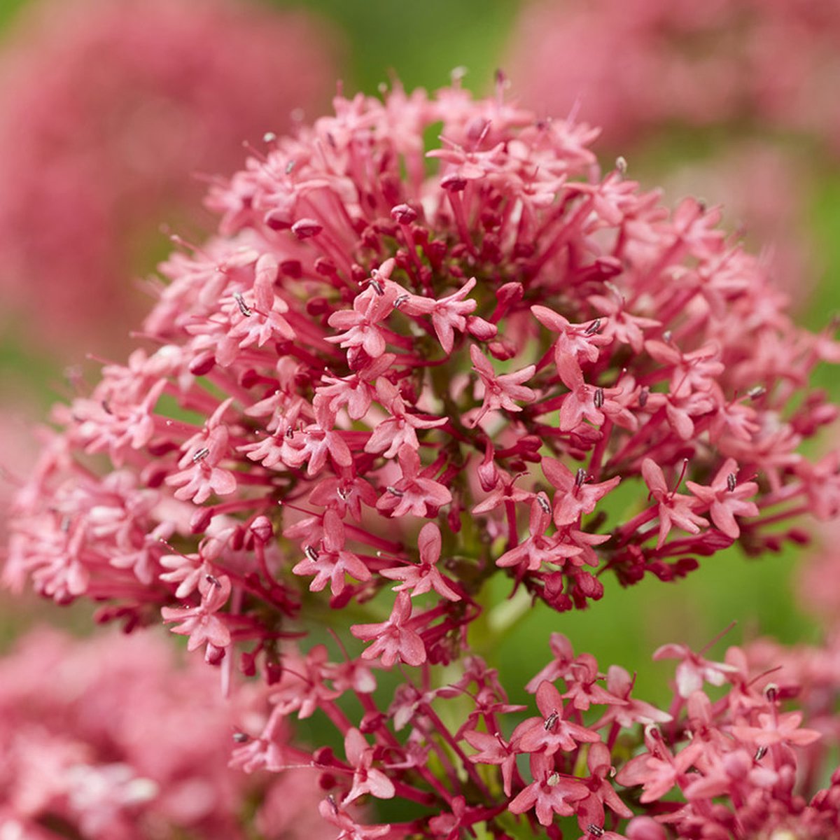 Spoorbloem (Centranthus ruber) 'Coccineus' | 1 stuk | Bijen- en vlinderplant | Bijentuin | Geurende plant | tuinplant geurend | 11x11 cm Kwekerspot | Geurend | Rood