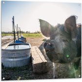 Tuinposter – Nieuwsgierig Varken bij Waterbak in de Wei - 100x100 cm Foto op Tuinposter (wanddecoratie voor buiten en binnen)