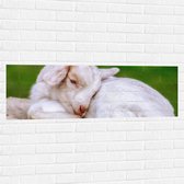 Muursticker - Uitrustend Tevreden Geitje - 120x40 cm Foto op Muursticker