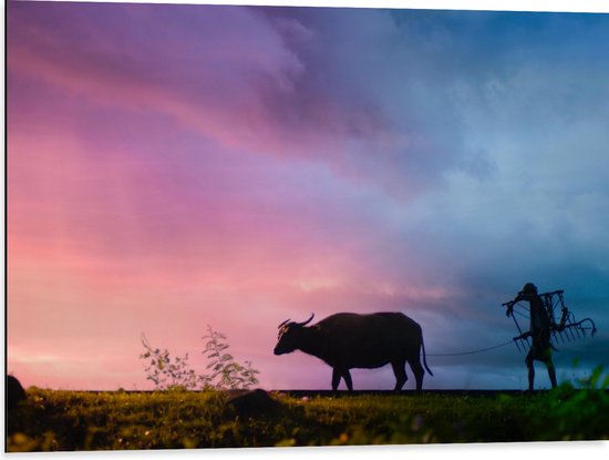 Dibond - Silhouet van Man werkend met Stier op het Land - 80x60 cm Foto op Aluminium (Met Ophangsysteem)