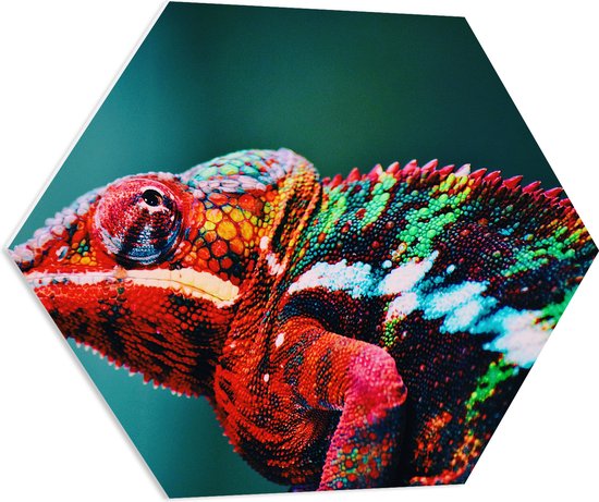 PVC Schuimplaat Hexagon - Omhoogkijkende Kameleon met Groen en Roodkleurige Vacht - 80x69.6 cm Foto op Hexagon (Met Ophangsysteem)