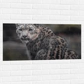 Muursticker - Omkijkend Nieuwsgierig Luipaard - 100x50 cm Foto op Muursticker