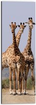 Dibond - Trio van Giraffe op Pad in Droog Landschap - 20x60 cm Foto op Aluminium (Met Ophangsysteem)