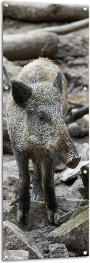 Tuinposter – Klein Zwijntje Lopend tussen Grote Keien - 50x150 cm Foto op Tuinposter (wanddecoratie voor buiten en binnen)