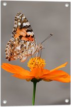 WallClassics - Tuinposter – Oranje Vlinder op Oranje Bloem - 40x60 cm Foto op Tuinposter (wanddecoratie voor buiten en binnen)