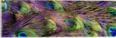 Acrylglas - Gekleurde Pauwen Veren - 60x20 cm Foto op Acrylglas (Wanddecoratie op Acrylaat)