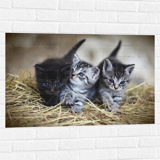 WallClassics - Muursticker - Trio Jonge Kittens in het Hooi - 90x60 cm Foto op Muursticker