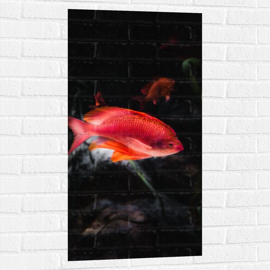 WallClassics - Muursticker - Rode Vis Zwemmend in Vijver - 50x100 cm Foto op Muursticker