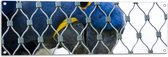 Tuinposter – Blauw Gele Papegaai achter Hek - 120x40 cm Foto op Tuinposter (wanddecoratie voor buiten en binnen)