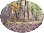 Dibond Ovaal - Kaal Bos in de Herfst in Nederland - 80x60 cm Foto op Ovaal (Met Ophangsysteem)