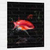 WallClassics - Muursticker - Rode Vis Zwemmend in Vijver - 75x100 cm Foto op Muursticker