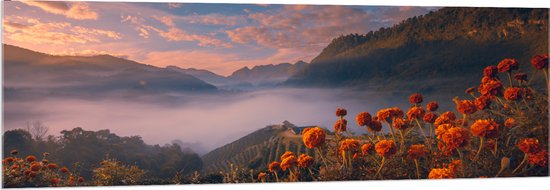 Acrylglas - Oranje Bloemenveld boven Wolkendek op Bergen - 150x50 cm Foto op Acrylglas (Wanddecoratie op Acrylaat)